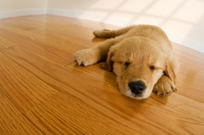 Aardvark floor sanding services in Norwich and Norfolk > image of puppy on varnished and polished wooden floor